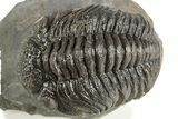Detailed Morocops Trilobite - Ofaten, Morocco #323596-3